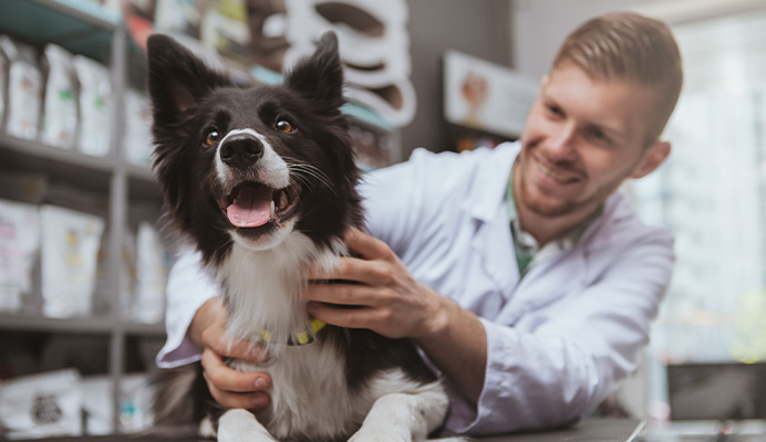 Untersuchung eines Hundes - Referenz: Boehringer Ingelheim Vetmedica