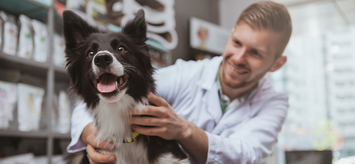 Untersuchung eines Hundes - Referenz: Boehringer Inhgelheim Vetmedica